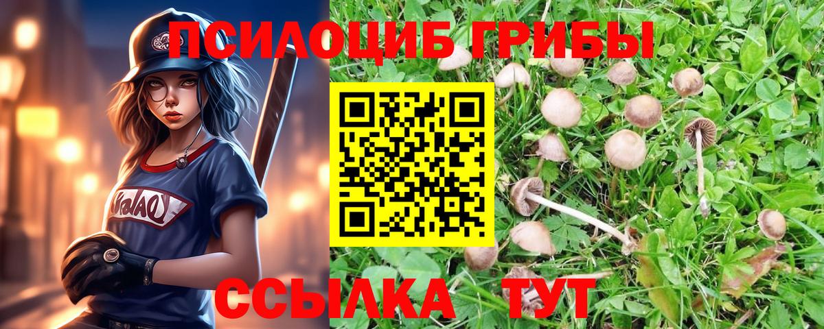 Псилоцибиновые грибы Psilocybine cubensis Рубцовск