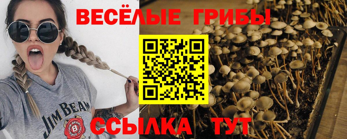 где продают наркотики  Вход с VPN  Рубцовск  Псилоцибиновые грибы MAGIC MUSHROOMS 